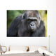 Gorilla PortÃ¤t Wall Mural