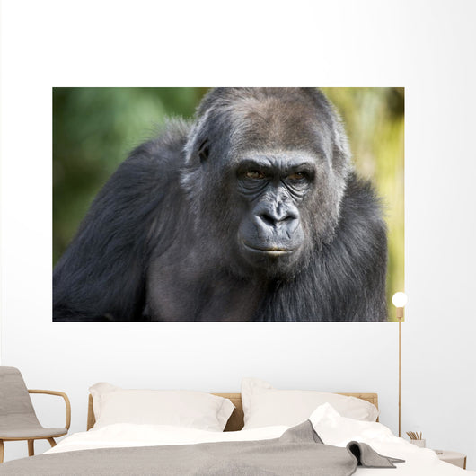 Gorilla PortÃ¤t Wall Mural