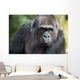 Gorilla PortÃ¤t Wall Mural