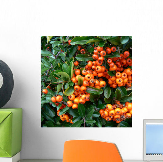 pyracantha - fire thorn,orange berries Wall Mural