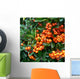 pyracantha - fire thorn,orange berries Wall Mural