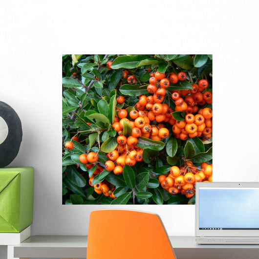 pyracantha - fire thorn,orange berries Wall Mural