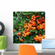 pyracantha - fire thorn,orange berries Wall Mural