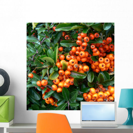 pyracantha - fire thorn,orange berries Wall Mural