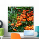 pyracantha - fire thorn,orange berries Wall Mural