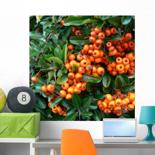 pyracantha - fire thorn,orange berries Wall Mural