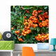 pyracantha - fire thorn,orange berries Wall Mural