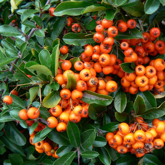 pyracantha - fire thorn,orange berries Wall Mural