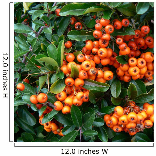 pyracantha - fire thorn,orange berries Wall Mural