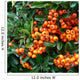 pyracantha - fire thorn,orange berries Wall Mural