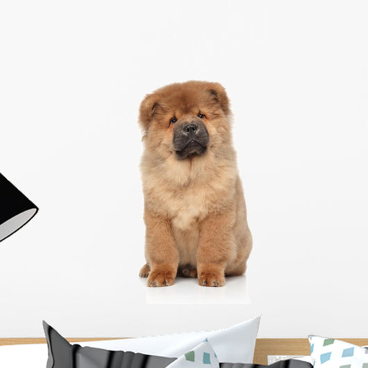 Brown Chow Chow Puppy Wall Decal