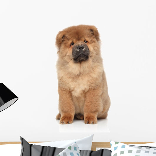 Brown Chow Chow Puppy Wall Decal