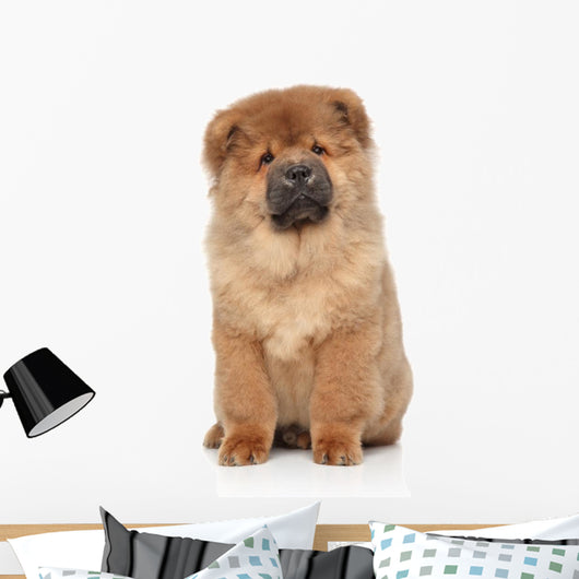 Brown Chow Chow Puppy Wall Decal