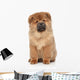 Brown Chow Chow Puppy Wall Decal