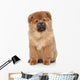 Brown Chow Chow Puppy Wall Decal