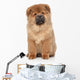Brown Chow Chow Puppy Wall Decal