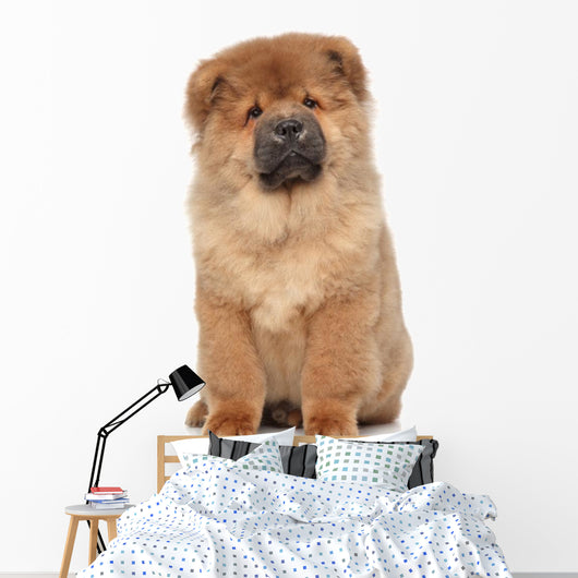 Brown Chow Chow Puppy Wall Decal