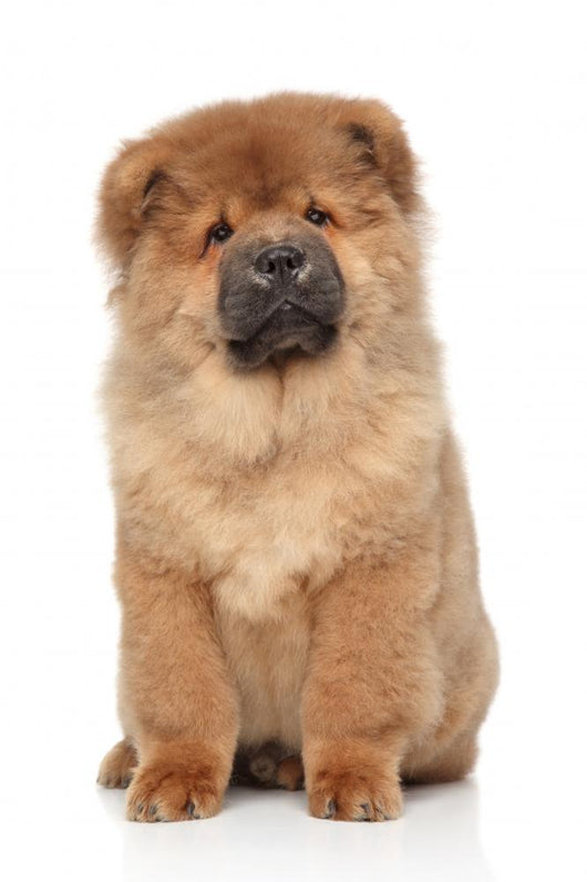 Brown Chow Chow Puppy Wall Decal