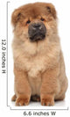 Brown Chow Chow Puppy Wall Decal