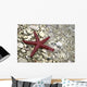Starfish Beach Croatia Wall Decal