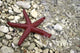 Starfish Beach Croatia Wall Decal