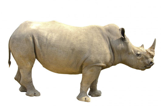 White Rhino Wall Decal