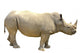 White Rhino Wall Decal