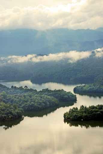 Rainforest River Wall Decal