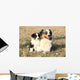 Beautiful Australian Shepherd Dog Wall Decal
