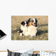 Beautiful Australian Shepherd Dog Wall Decal