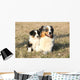 Beautiful Australian Shepherd Dog Wall Decal