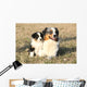 Beautiful Australian Shepherd Dog Wall Decal
