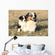 Beautiful Australian Shepherd Dog Wall Decal