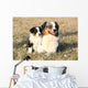 Beautiful Australian Shepherd Dog Wall Decal