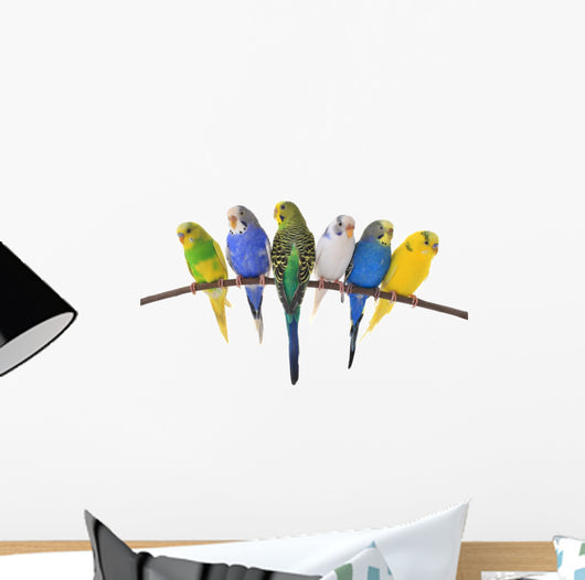 budgie 