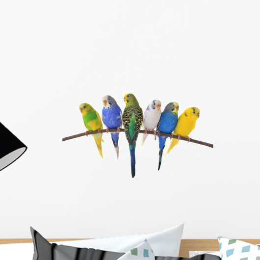budgie 