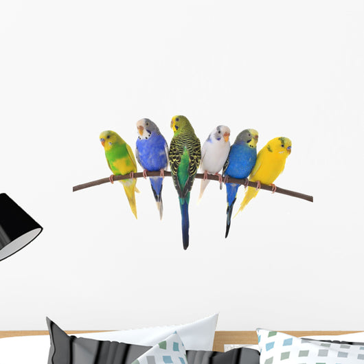 budgie 