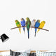 budgie 