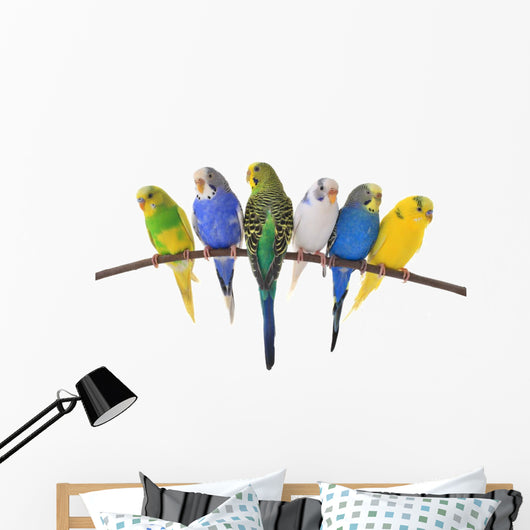budgie 