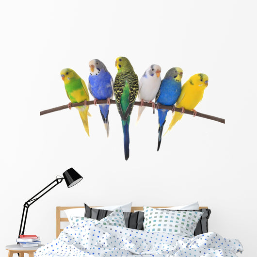 budgie 