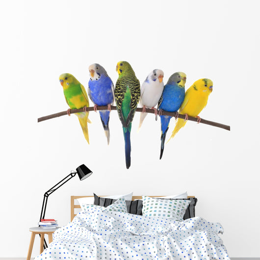 budgie 
