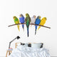 budgie 