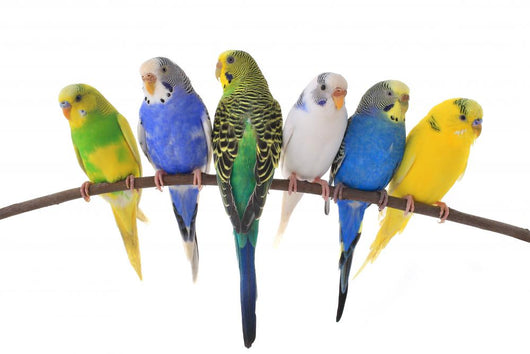 budgie 