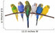 budgie 