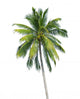 coconut tree 