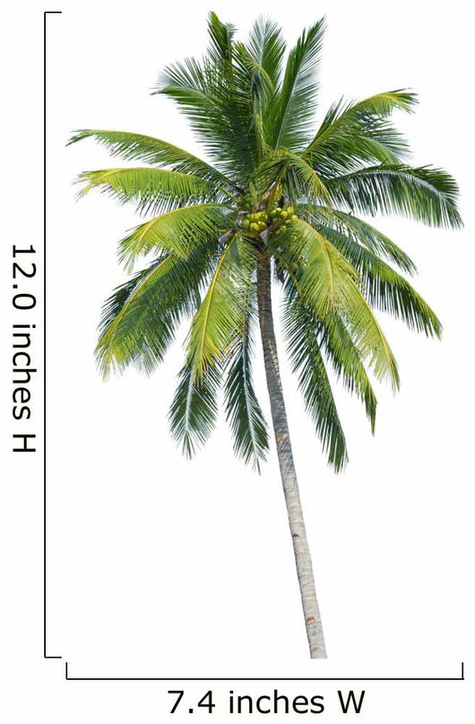 coconut tree 