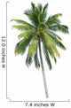 coconut tree 