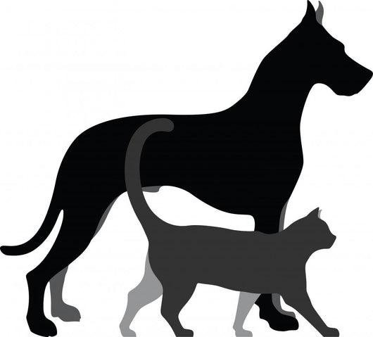 Cat and Dog 