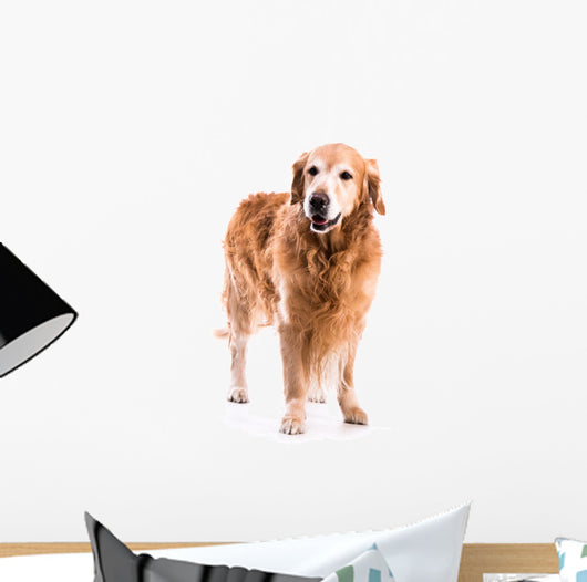 Golden Retriever Dog Posing in Studio 