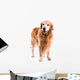 Golden Retriever Dog Posing in Studio 